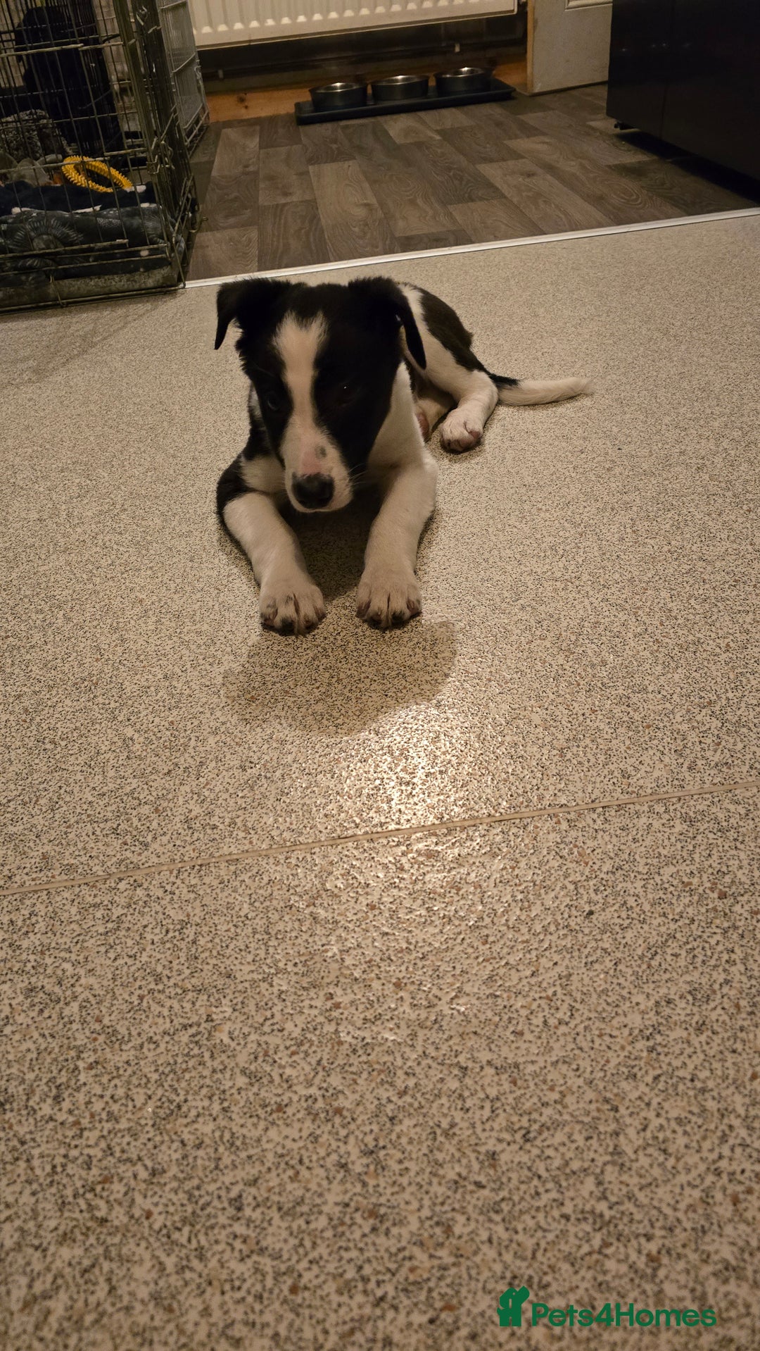 Border Collie dogs for sale: 7 month border collie for sale - Image 4