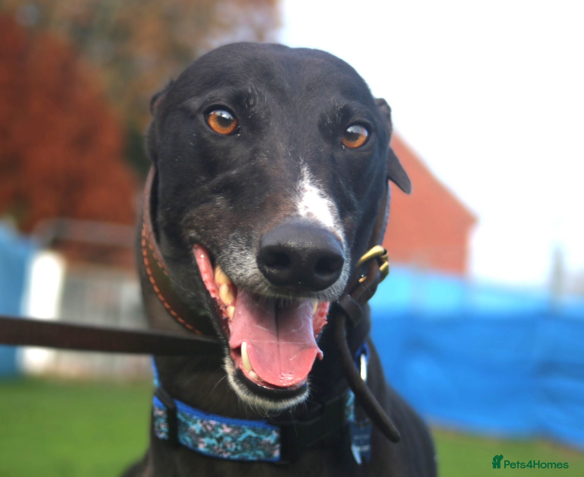 Greyhound dogs Bing - Male Greyhound - Advert 6