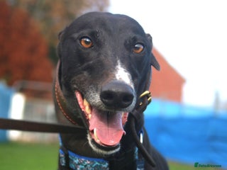 Greyhound dogs - Advert 1