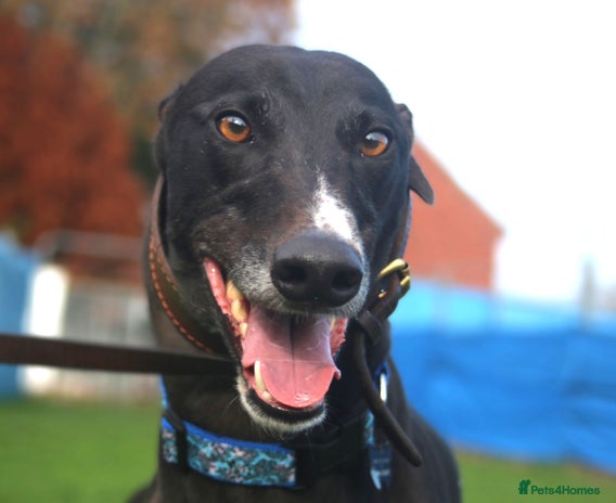 Greyhound dogs Bing - Male Greyhound - Advert 4