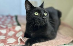 Domestic Shorthair cats for adoption: Ruby  - Image 1