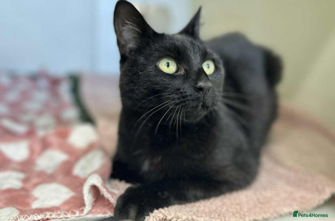 Domestic Shorthair cats for adoption: Ruby  - Image 1