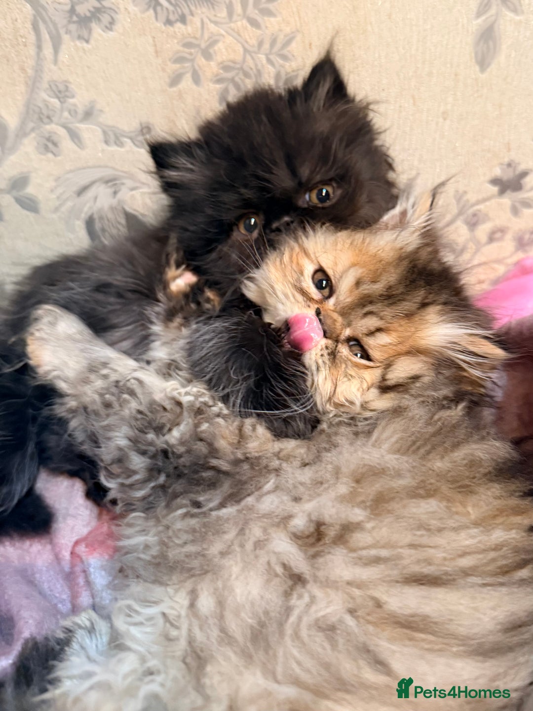 Persian cats for sale: Stunning GCCF reg Persians – Born Halloween 2025  - Advert 1