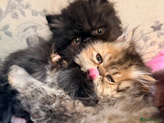 Persian cats Stunning GCCF reg Persians – Born Halloween 2025 - Advert 5