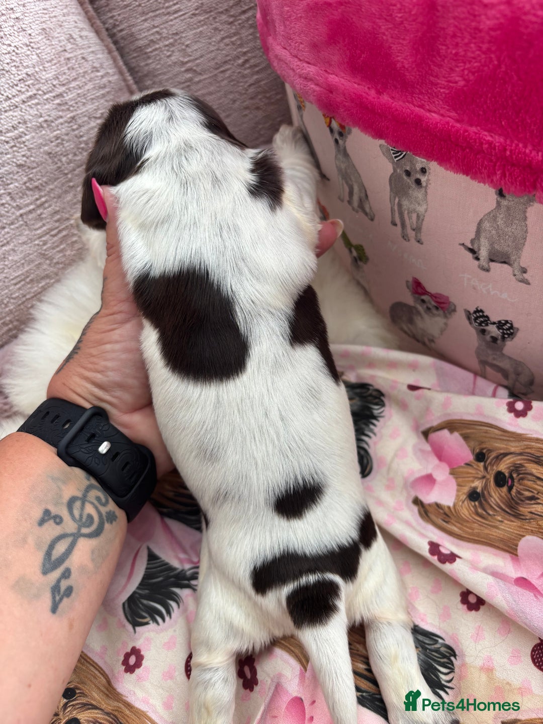Cocker Spaniel dogs for sale: Outstanding show cocker pups - Image 8