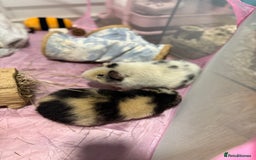 Guinea Pig rodents for sale: Two Male Guinea Pigs Looking for Loving Adult Home - Image 1