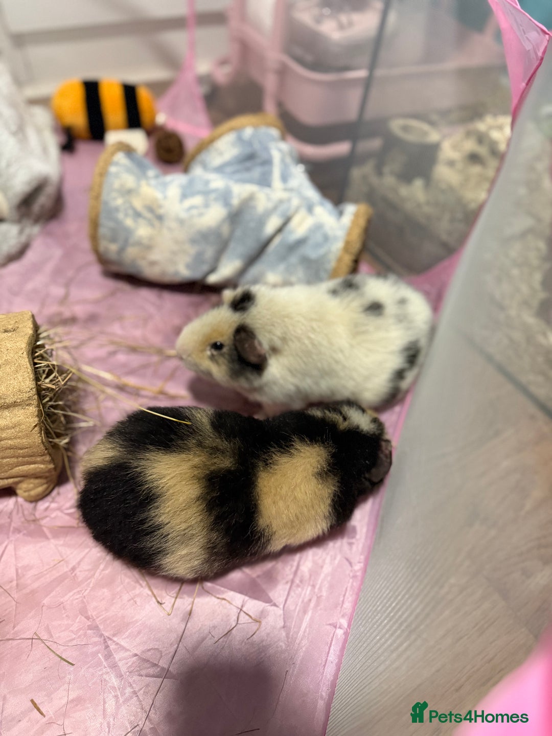 Guinea Pig rodents for sale: Two Male Guinea Pigs Looking for Loving Adult Home - Image 1