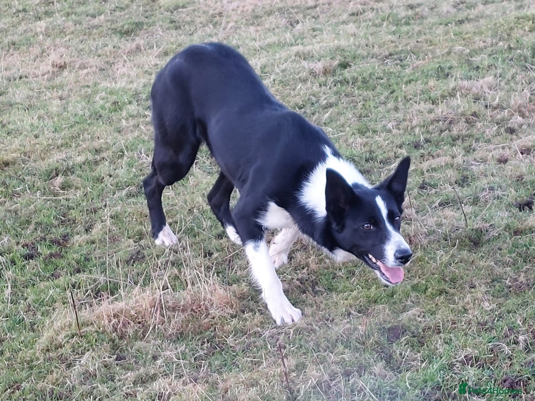 Border Collie dogs for sale: ISDS REGISTER BORDER COLLIE  - Image 8
