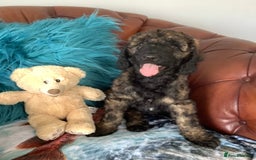 Mixed Breed dogs for sale: Ready now for their 5* homes - Image 10