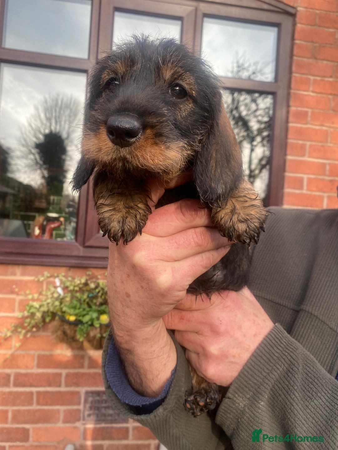 Dachshund dogs for sale: Daschund/Tekkel wired coated  - Advert 2