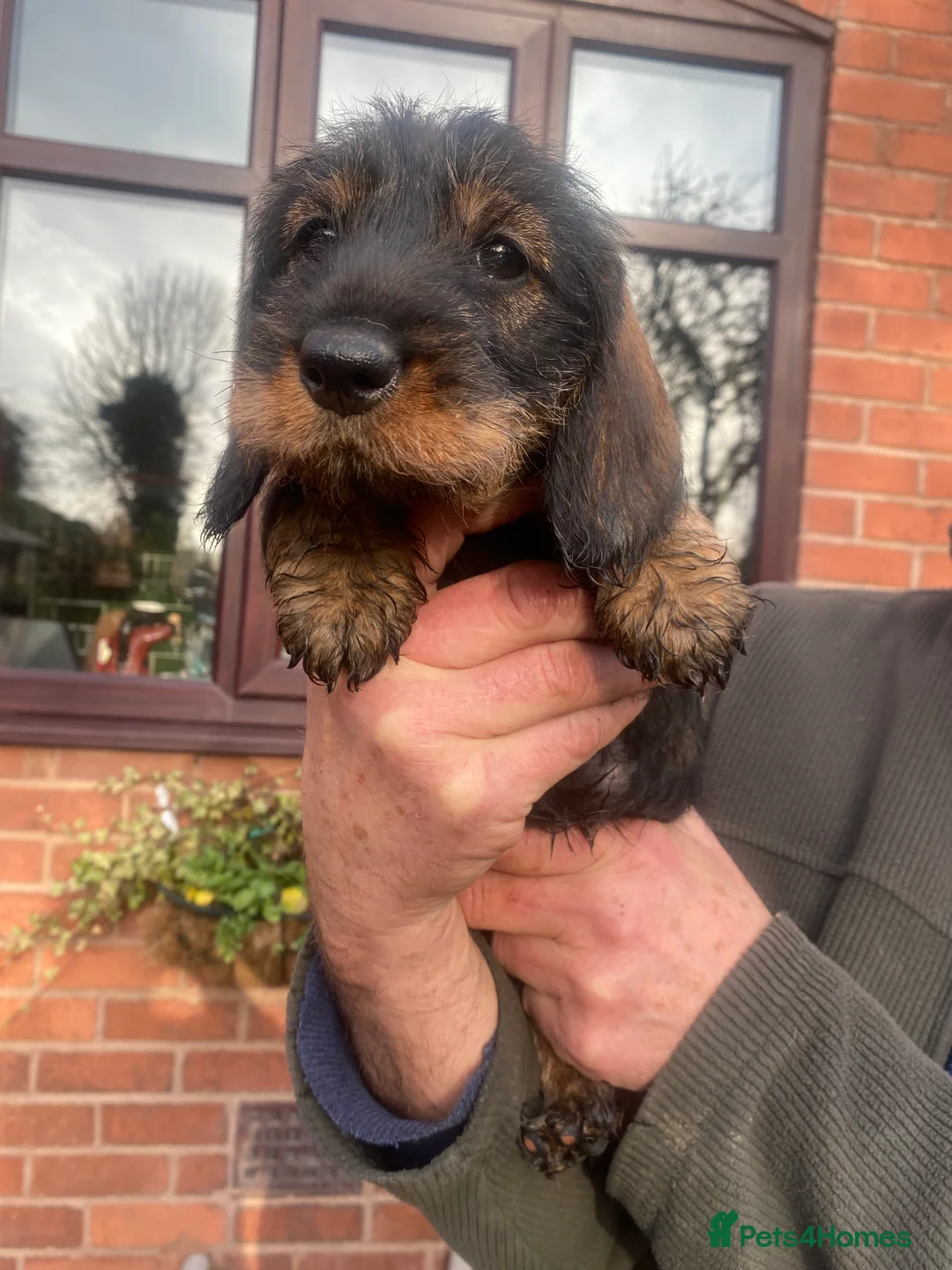 Dachshund dogs for sale: Daschund/Tekkel wired coated  - Advert 2