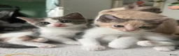 Ragdoll cats for sale: 3 Beautiful ragdoll mix for Sale – 1 Boy & 2 Girls - Advert 1