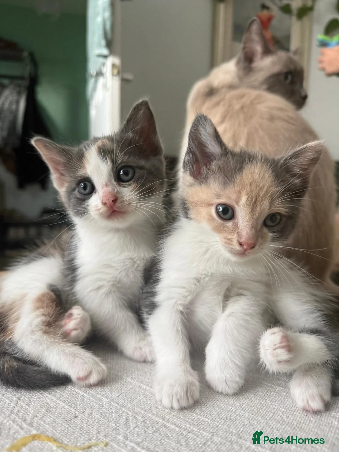 Ragdoll cats for sale: 3 Beautiful ragdoll mix for Sale – 1 Boy & 2 Girls - Advert 1