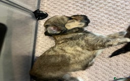 Lhasa Apso dogs for sale: Adorable pedigree Lhasa apso pups  - Image 13