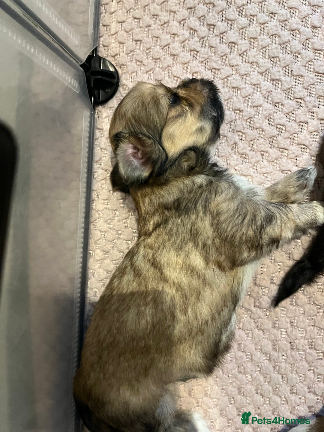 Lhasa Apso dogs for sale: Adorable pedigree Lhasa apso pups  - Image 13