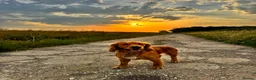 Cocker Spaniel dogs for stud: Handsome Golden Working Cocker for Stud KC Reg - Advert 10