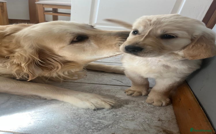 Golden Retriever dogs - Advert 11