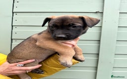 Mixed Breed dogs for sale: Only 1 females left! Stunning bullherder pups  - Advert 10