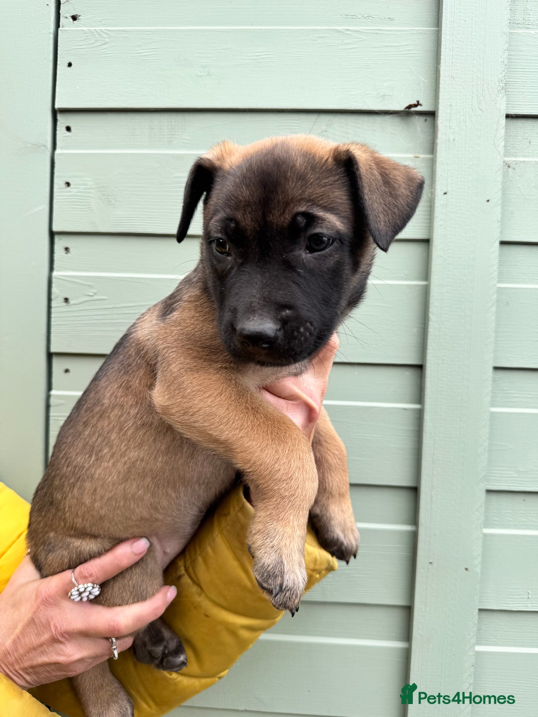 Mixed Breed dogs for sale: Only 1 females left! Stunning bullherder pups  - Advert 10