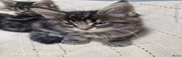 Maine Coon cats for sale: Pure Makne coon - Advert 30