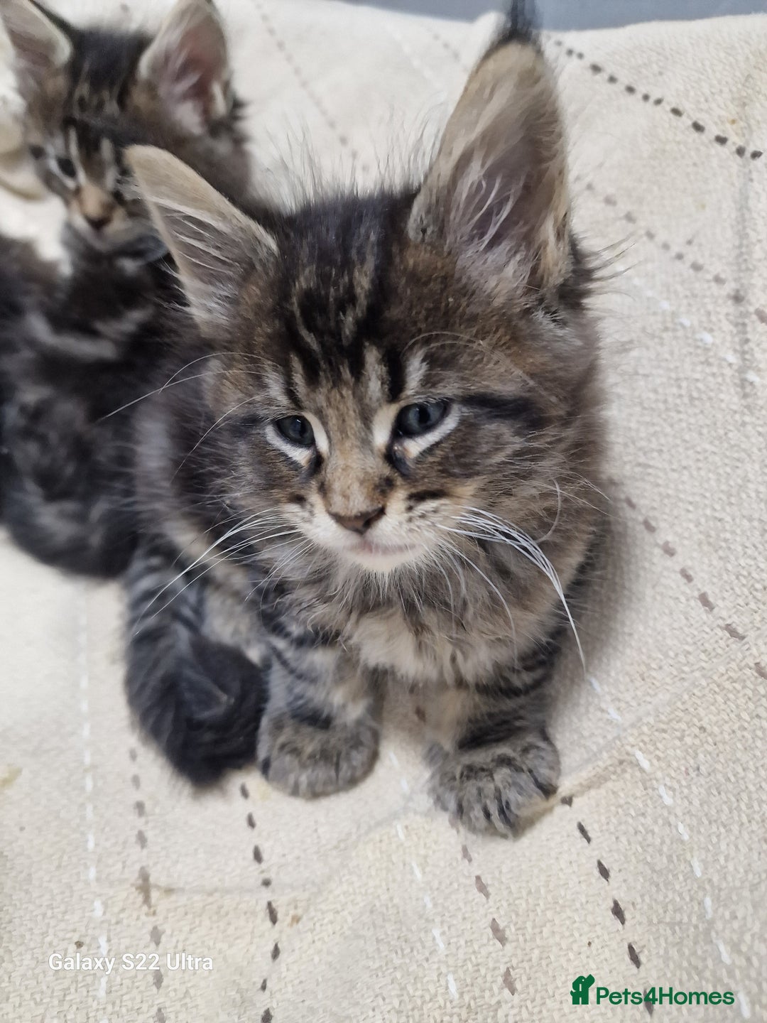 Maine Coon cats for sale: Pure Makne coon - Advert 30