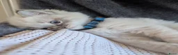 Ragdoll cats for sale: 😺Sweet affectionate Blue Ragdoll kitten 🐾 ! in Matlock - Advert 2