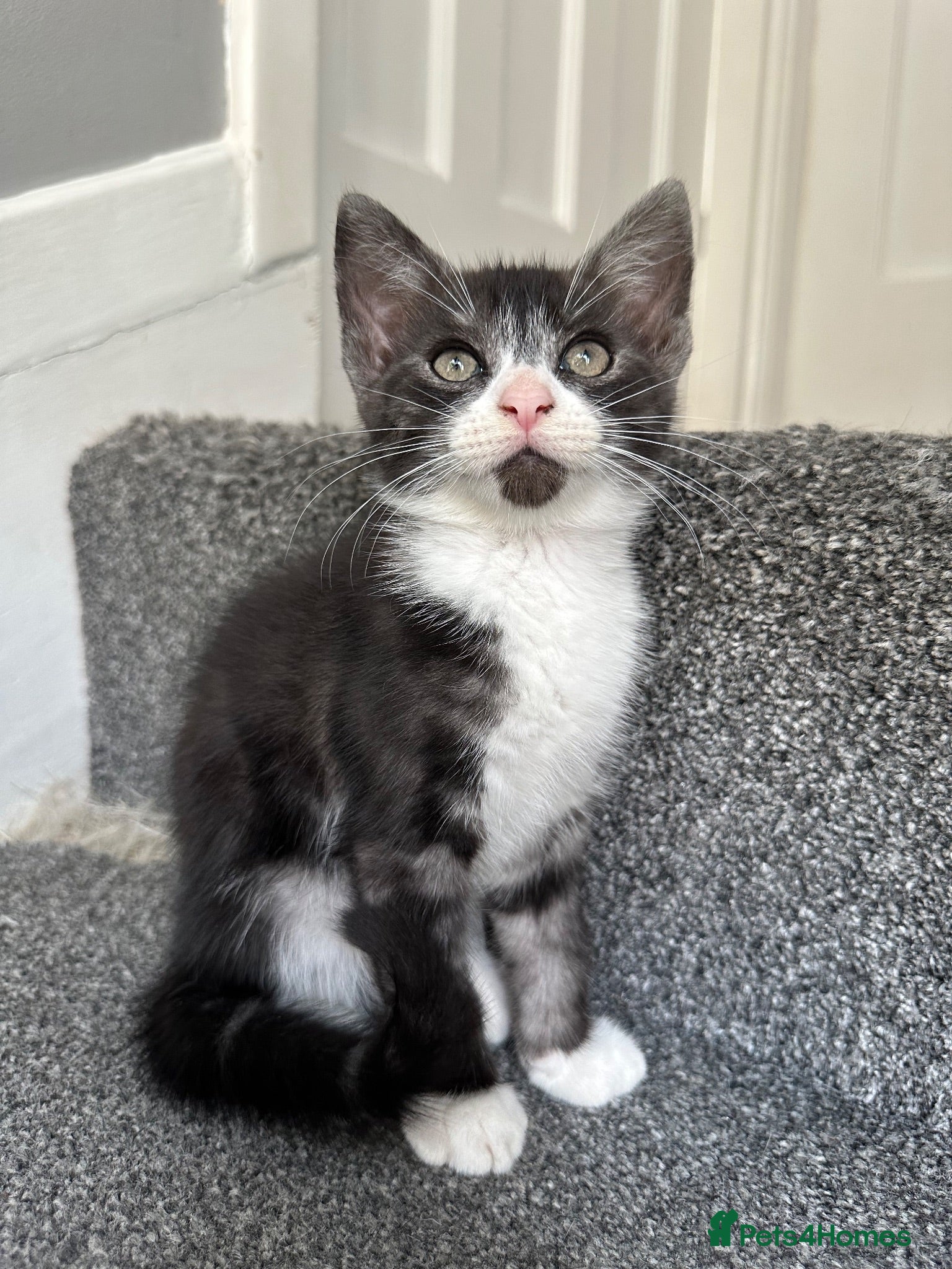 Mixed Breed cats Gorgeous Siblings Looking for Their Forever Homes - Advert 2