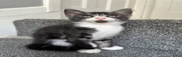 Mixed Breed cats for sale: Gorgeous Siblings Looking for Their Forever Homes - Advert 2