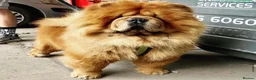 Chow Chow dogs for stud: HOGAN VERY WELL PROVEN STUD in Cheltenham - Advert 2