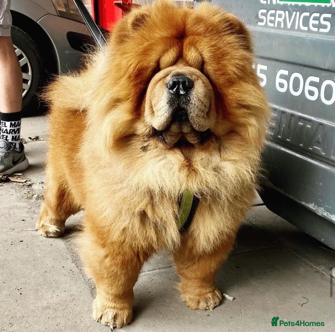Chow Chow dogs for stud: HOGAN VERY WELL PROVEN STUD in Cheltenham - Advert 2