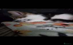 Mixed Breed cats for sale: Kittens ready now  - Image 13