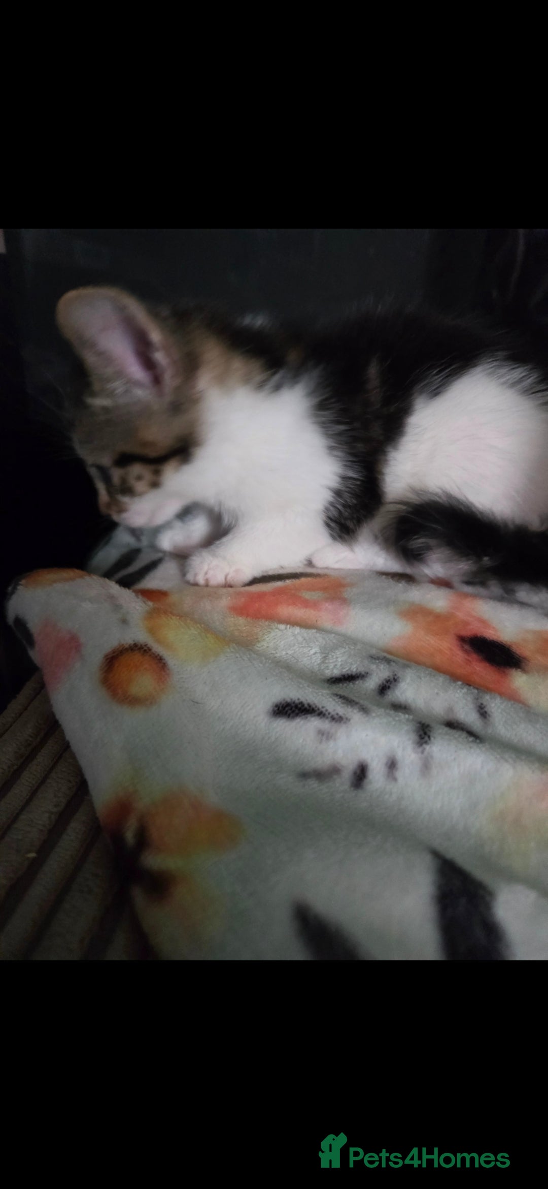 Mixed Breed cats for sale: Kittens ready now  - Image 13