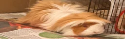 Guinea Pig rodents for sale: Long haired male Guinea pig  in Bradford - Advert 2