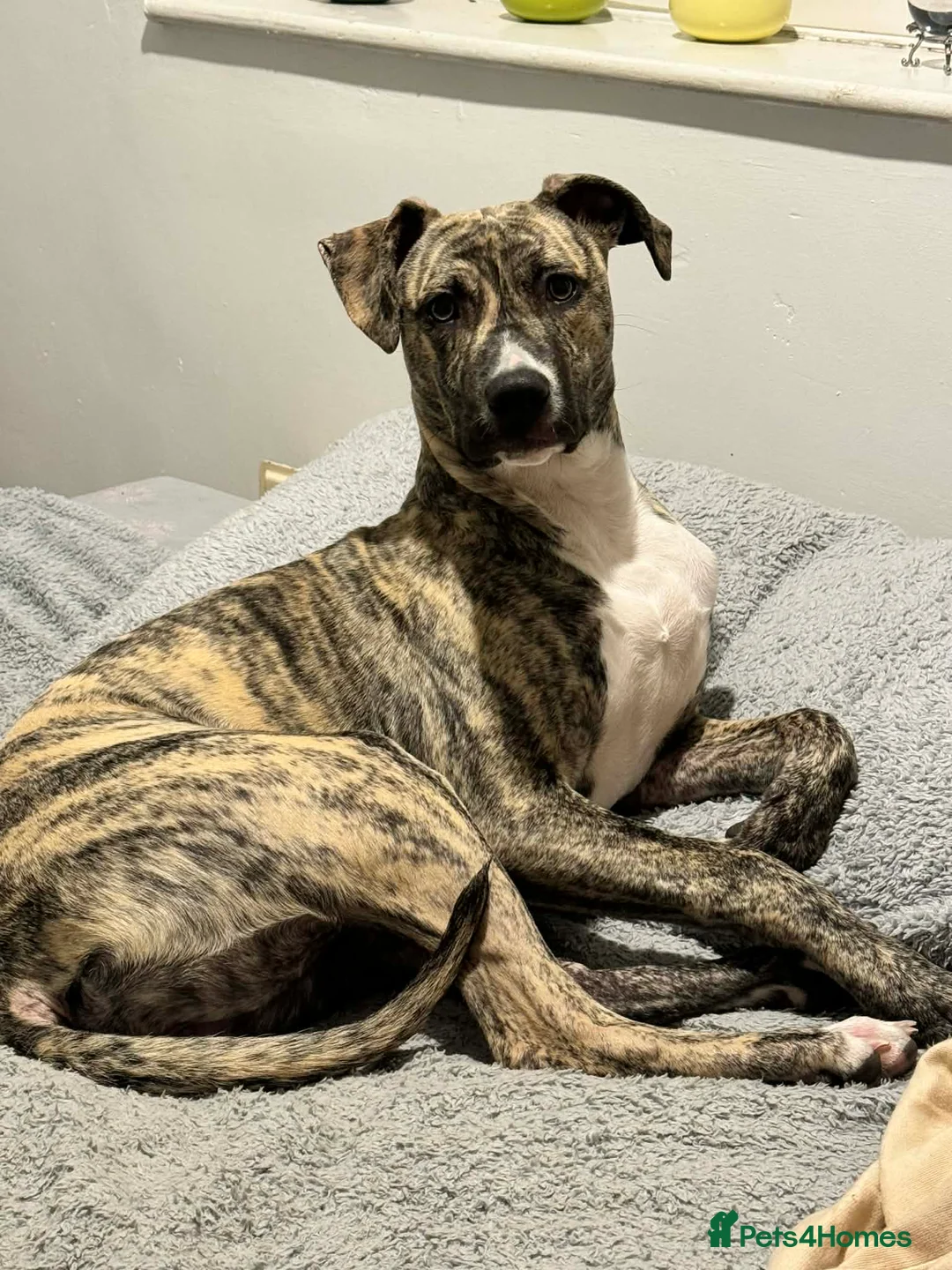 Mixed Breed dogs for sale: Beautiful mix breed girl for rehoming  in Rotherham - Advert 2