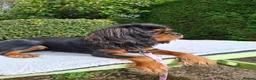 Cavalier King Charles Spaniel dogs for sale: Beautiful Black/Tan Cavalier Girl - Advert 7