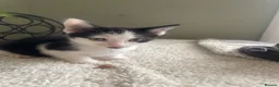 Mixed Breed cats for sale: Cheeky little curtain climbers  - Advert 8