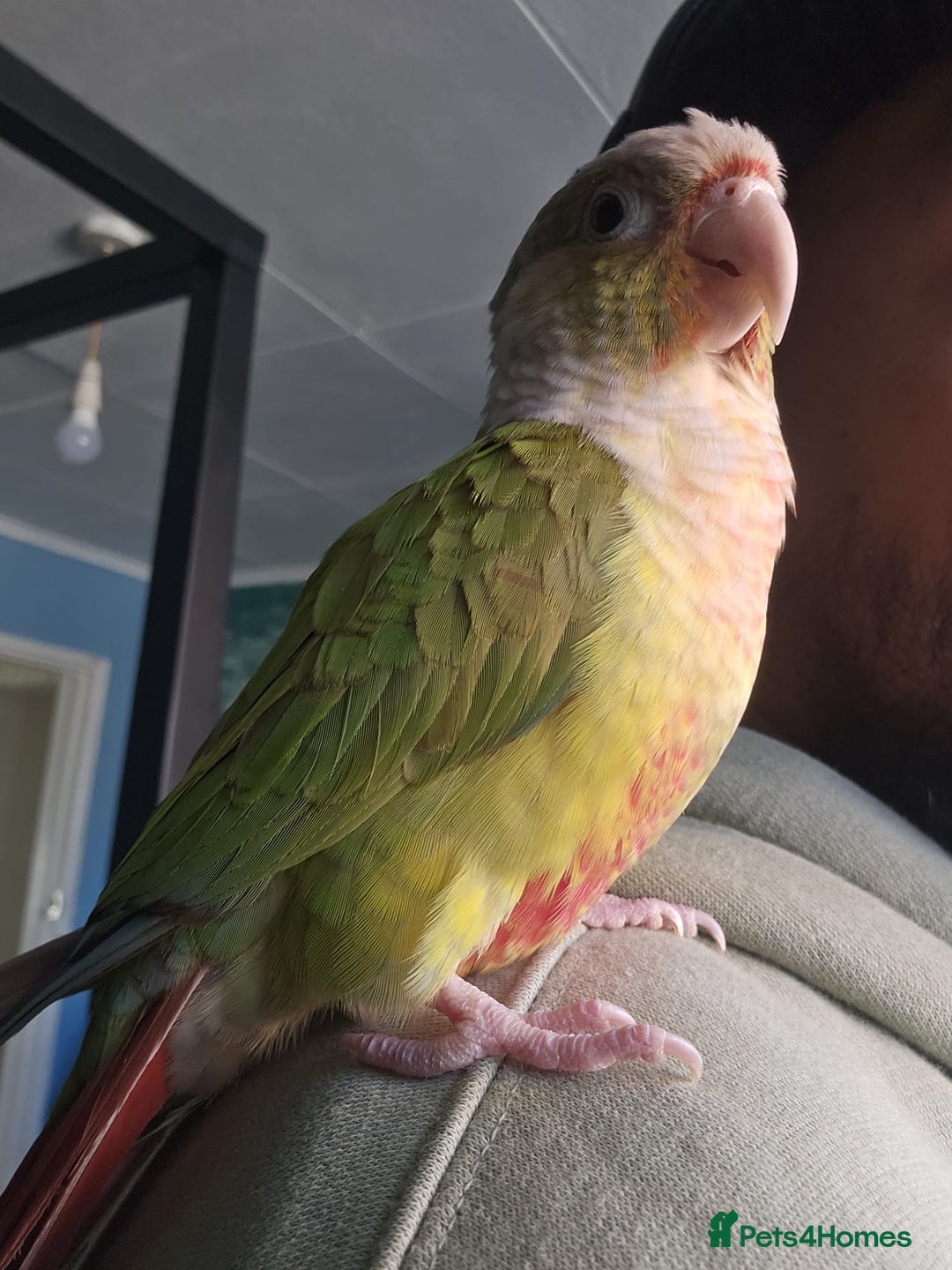 Conures birds for sale: Tame Male & Female Pineapple Conures - Image 6