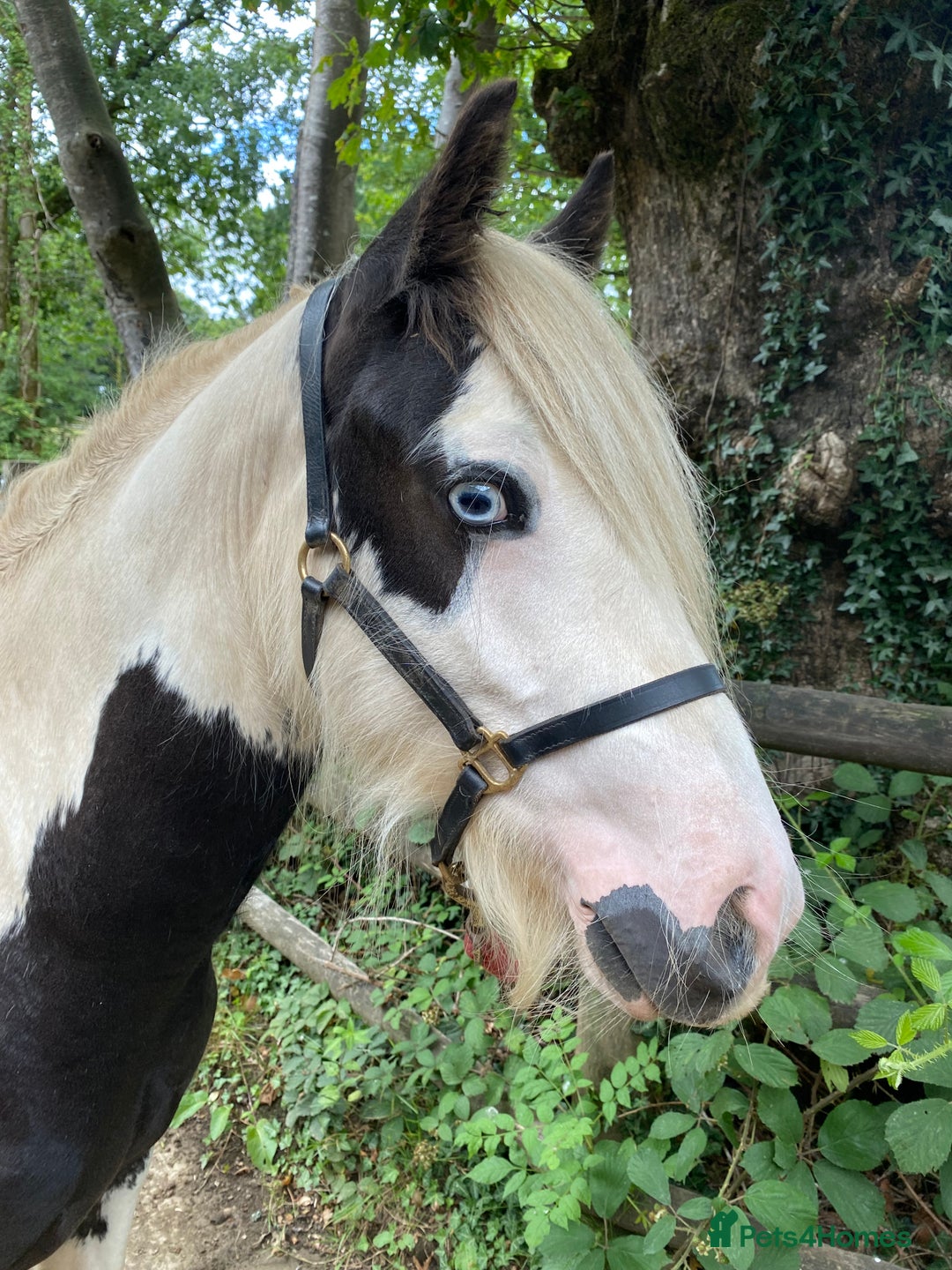 Irish Cob horses for sale: Stunning 2year old cob gelding  - Image 6