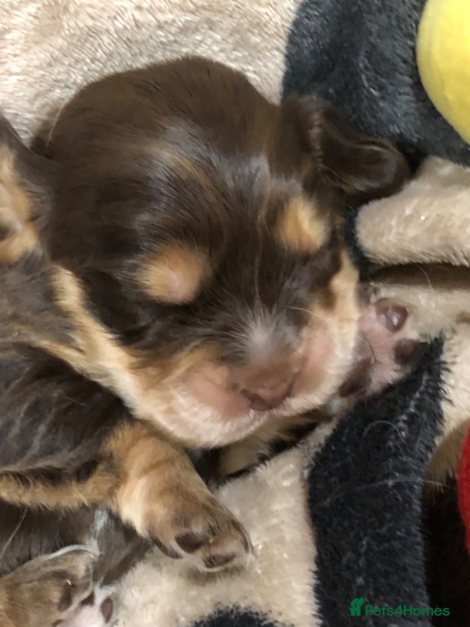 Cocker Spaniel dogs Unbelievable pure KC reg Show cocker puppies - Advert 13