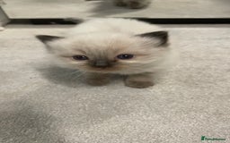 Ragdoll cats for sale: *ALL SOLD* gorgeous ragdoll kittens  - Image 6