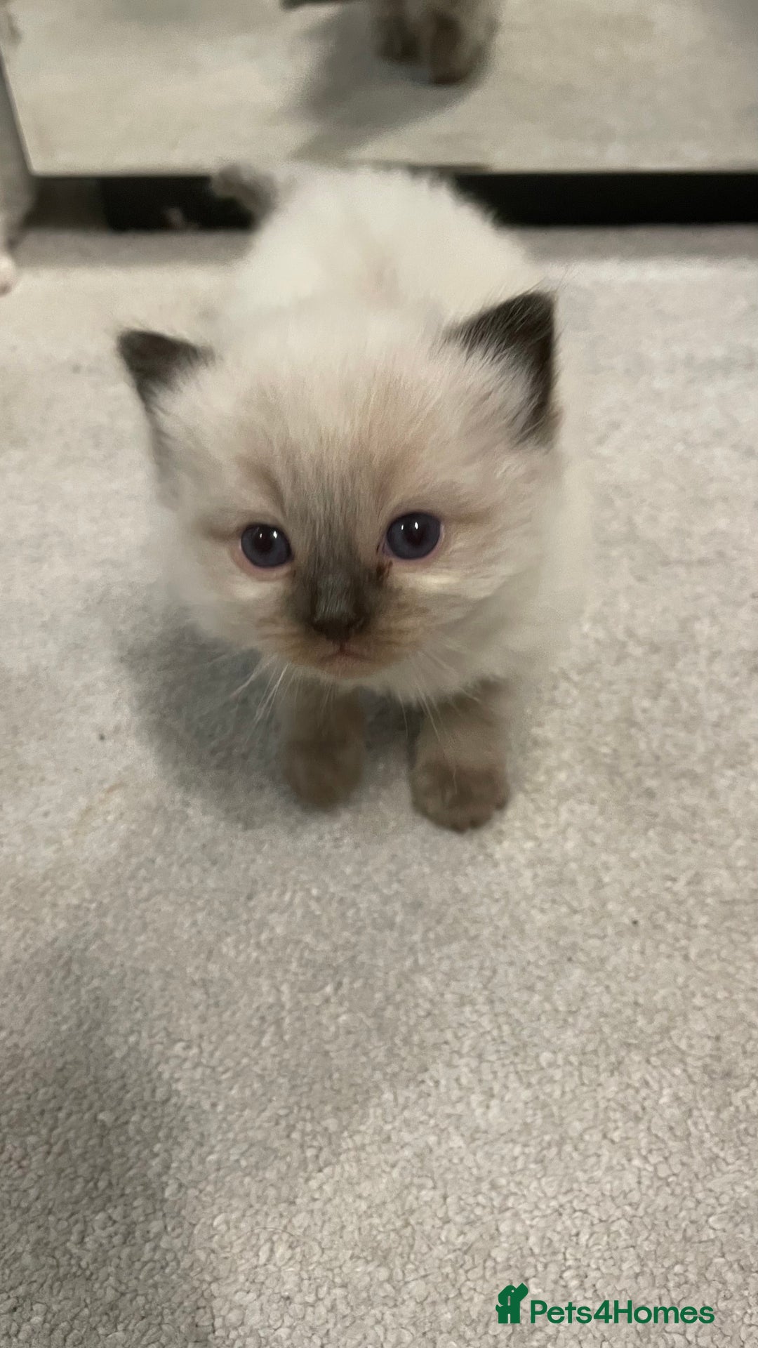 Ragdoll cats for sale: *ALL SOLD* gorgeous ragdoll kittens  - Image 6