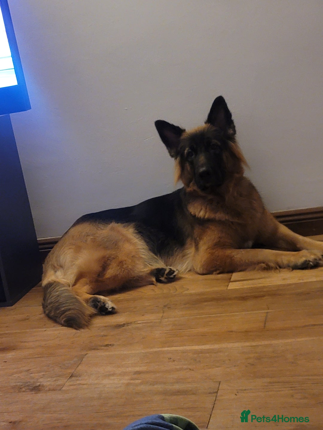 Shepsky dogs for sale: Shepsky Puppies - Advert 2