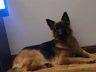 Shepsky dogs Shepsky Puppies - Advert 15