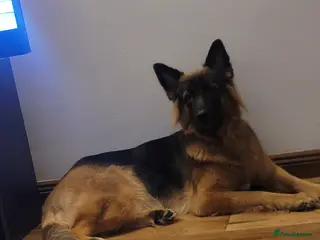 Shepsky dogs Shepsky Puppies - Advert 15