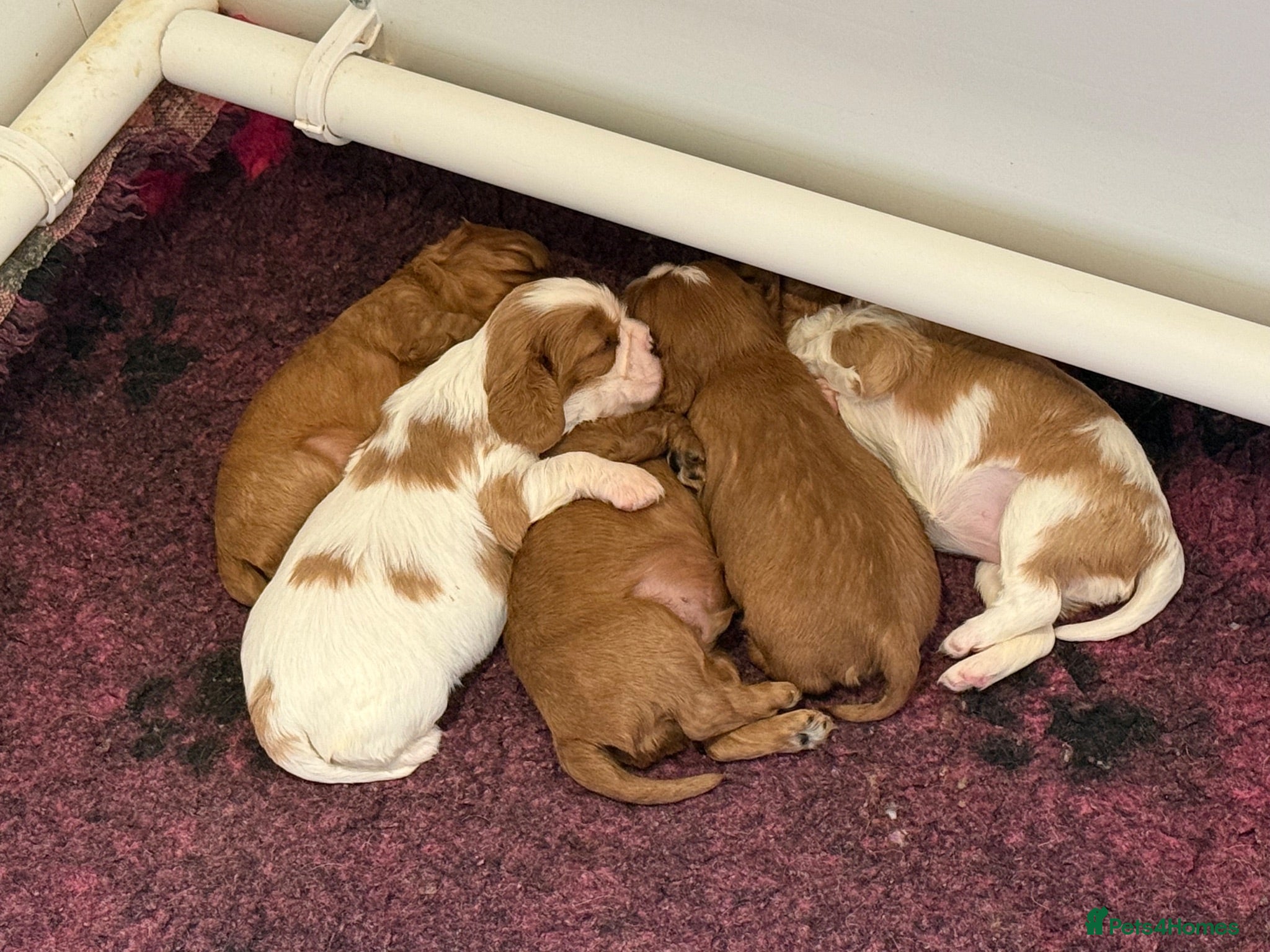 Cavalier King Charles Spaniel dogs Heart, Eye & CM/SM Screened Stunning KC Reg CKCS - Advert 2