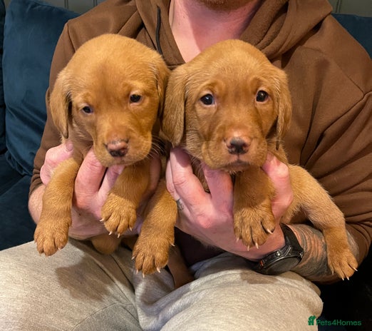 Labrador Retriever dogs - Advert 3