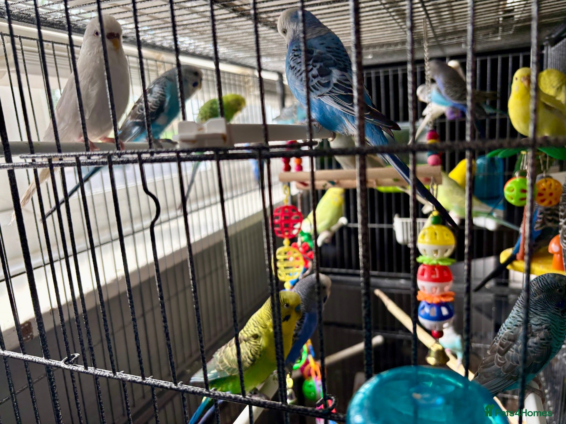 Budgerigars birds Mixed variety of Budgies For Sale - Advert 2