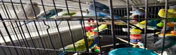 Budgerigars birds for sale: Mixed variety of Budgies For Sale - Advert 2