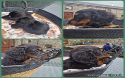 Miniature Dachshund dogs for sale: **READY ** KC REG LONG HAIR MINIATURE DACHSHUNDS - Image 9