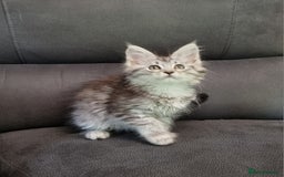 Maine Coon cats for sale: GCCF Pedigree Maine Coon Kittens for sale  - Image 36